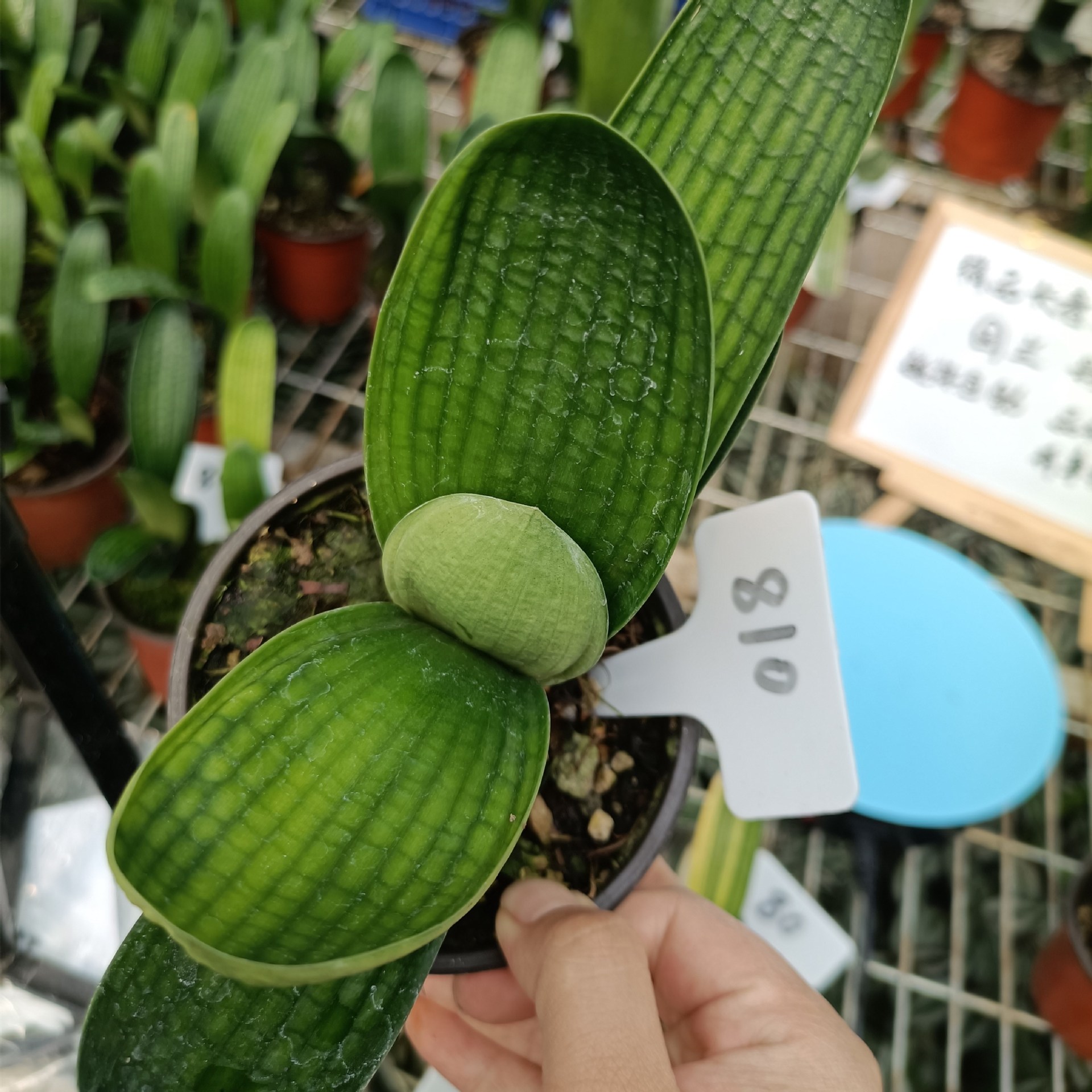 直播专拍君子兰君子兰小苗桌面绿植彩兰微型和尚