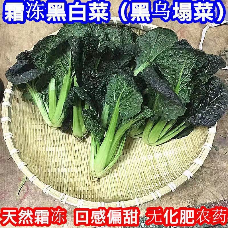 河南黑白菜新鲜蔬菜农家黑心乌塌菜泡泡青菜黑心菜卷心菜火锅蔬菜
