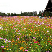 野花组合开花多年生易种外花卉菊花批发小包装花种子批发硫化菊