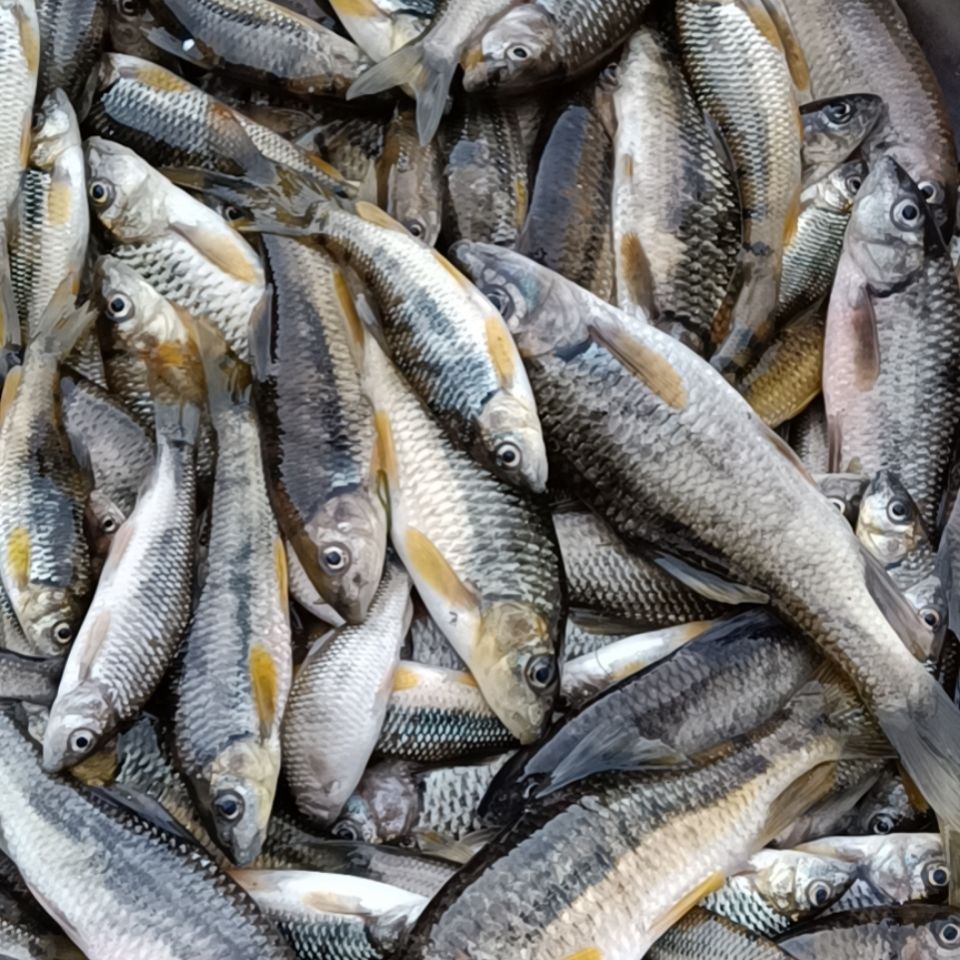 广西桂林农家山坑鱼溪水鱼新鲜的石斑鱼鱼500克