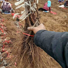 批发基地批发果树苗金手指葡萄树苗庭院盆栽地栽葡萄种苗嫁接苗