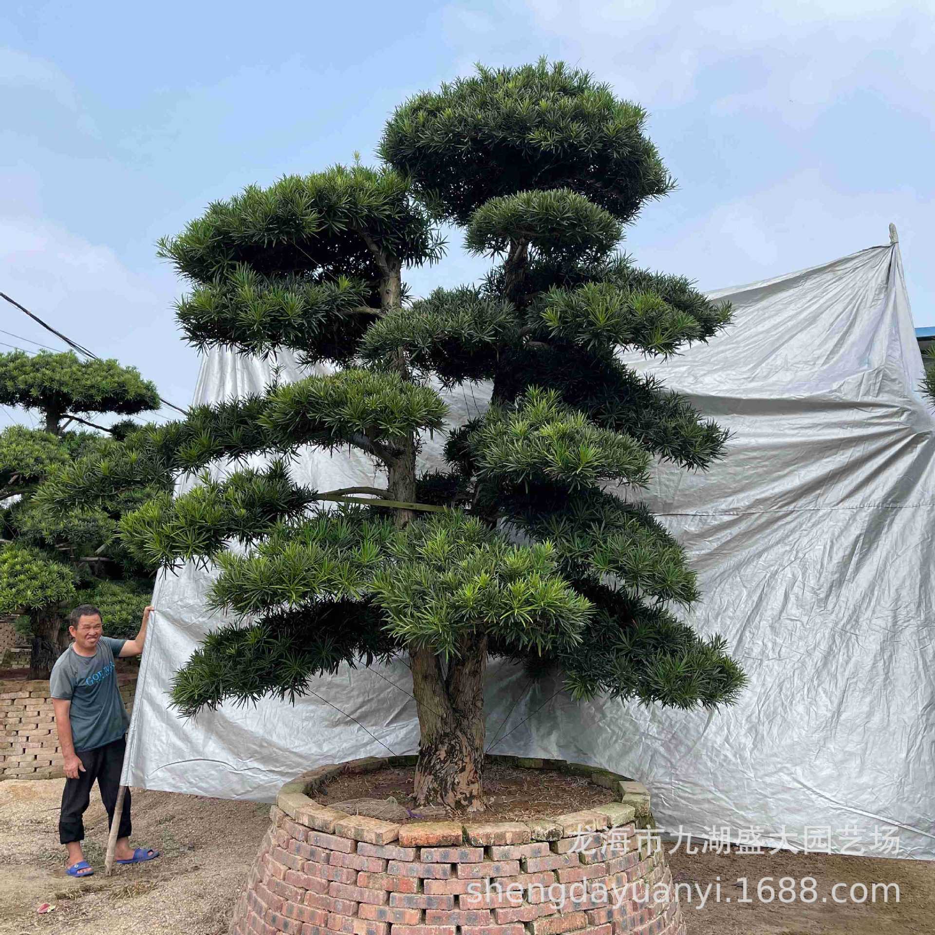 罗汉松多少钱一棵树(罗汉松一棵多少钱年长多少)