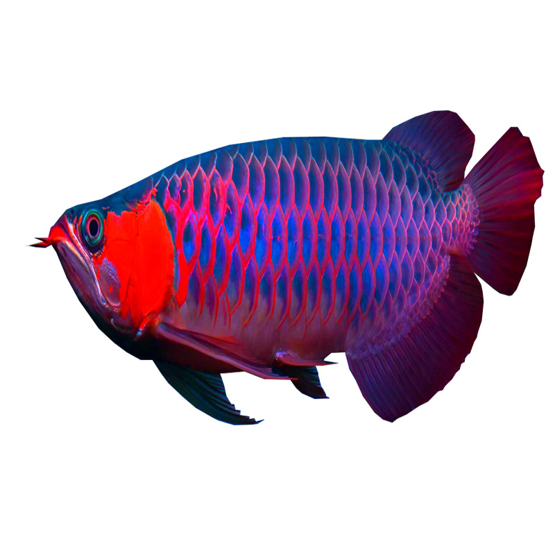 赤血红龙鱼活体鱼苗印尼纯血超血红龙辣椒金龙鱼红龙鱼活观赏