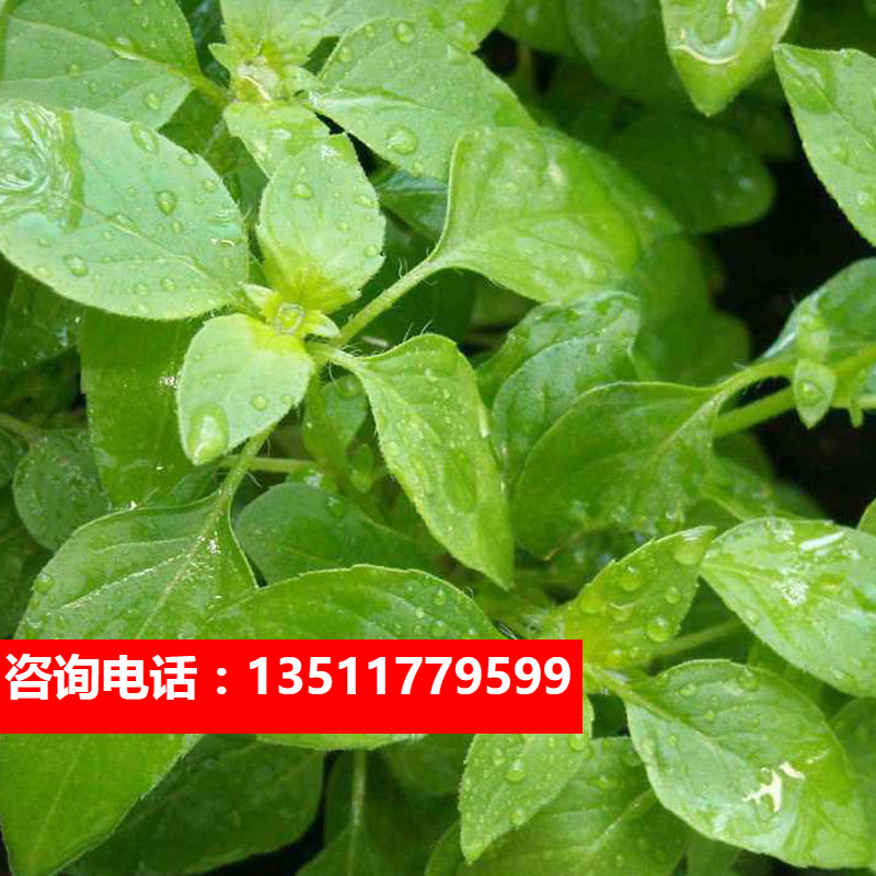 荆芥菜种籽夏季四季播盆栽荆菜蔬菜苗孑河南大叶荆棘种子菜籽大全