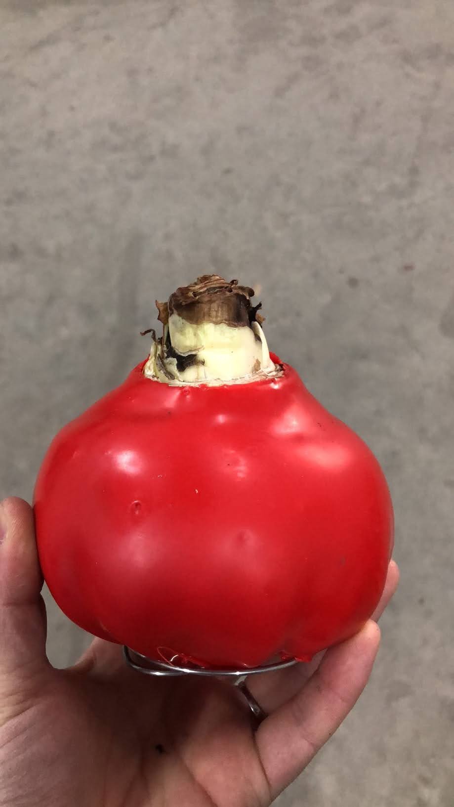 荷兰 封蜡 朱顶红 蜡球 红球 单瓣 现货