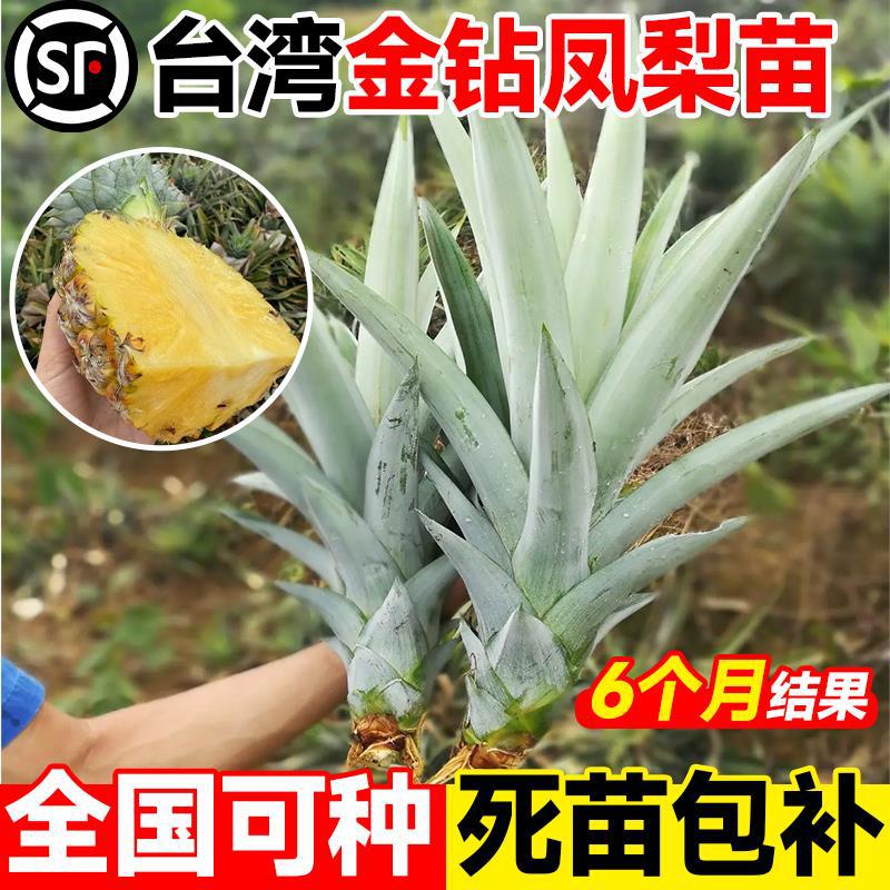 凤梨苗台湾金钻菠萝苗子带果盆栽大号南北方耐寒庭院矮化水果树苗