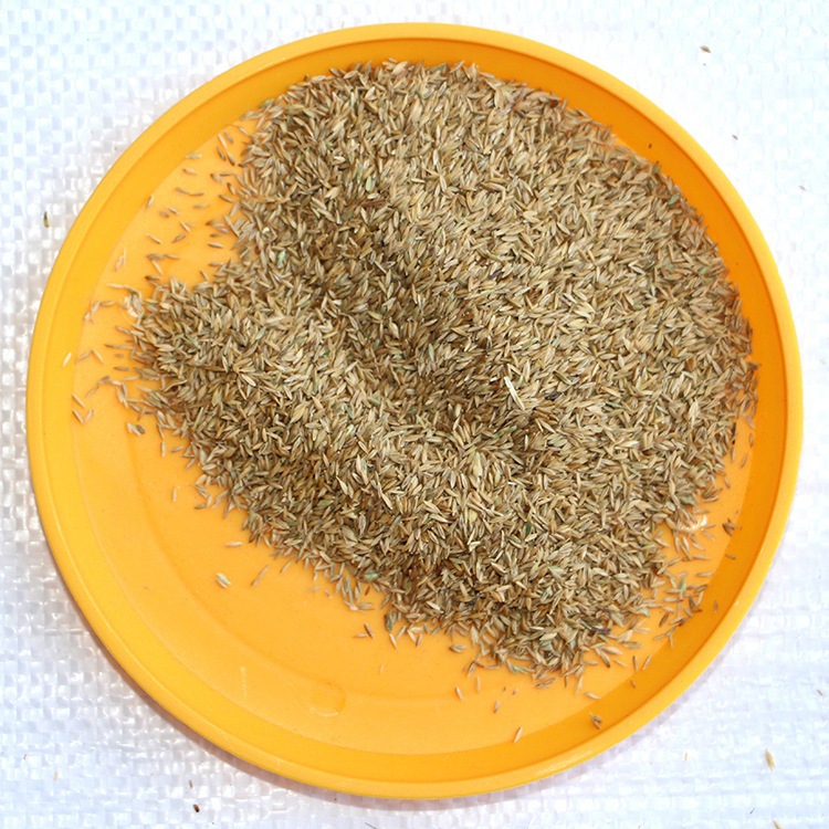 草坪种子 早熟禾种子 果岭草草坪种子早熟禾种子厂家直销