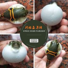 河豚鱼观赏鱼潜水艇鱼小型热带观赏娃娃淡水族斑马狗头鱼包邮