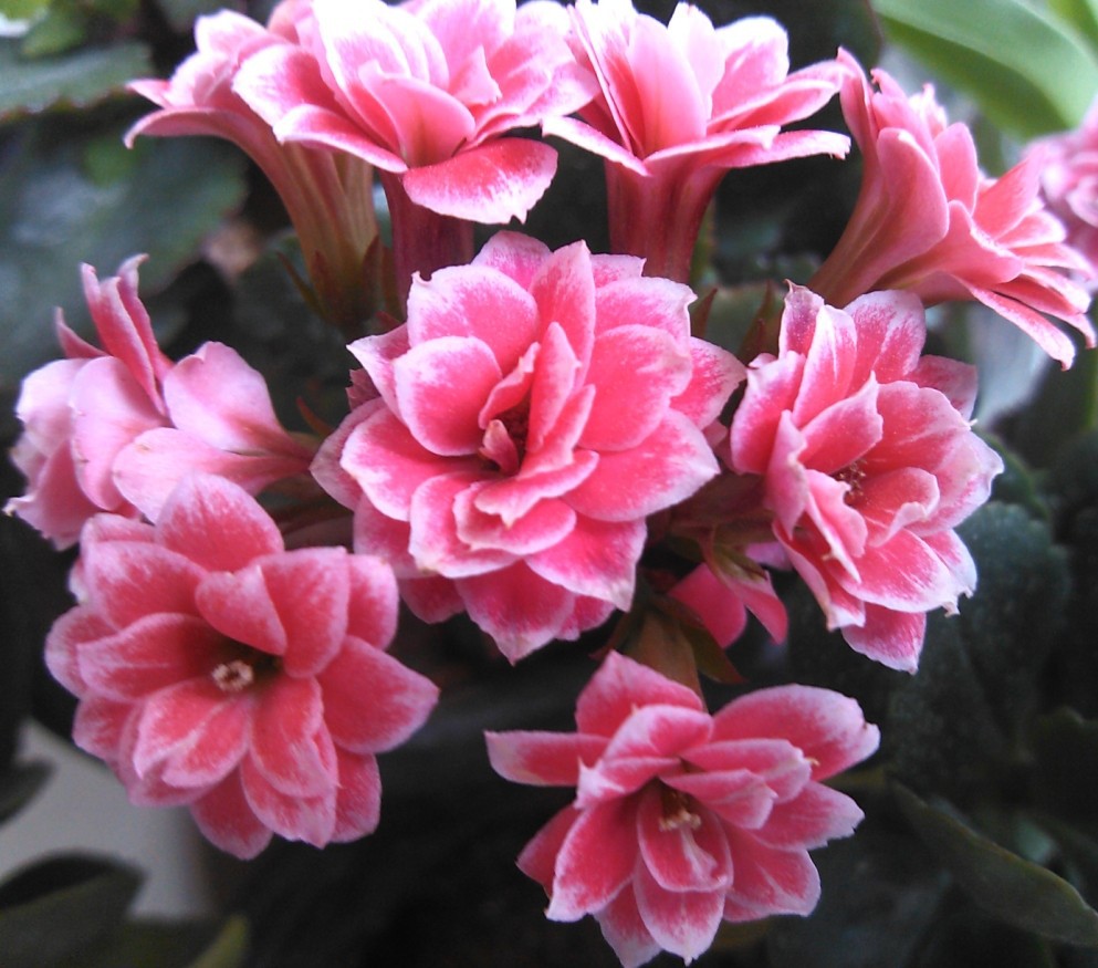 精品新品种重瓣长寿花盆栽 带大苞四季 好养带土球发货包邮-阿里巴巴