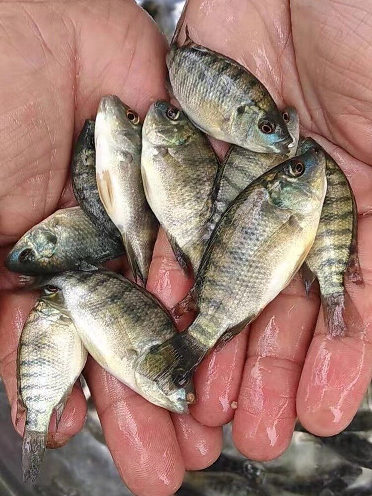 罗非鱼苗福寿鱼脆肉罗非鱼苗新吉富罗非鱼海南一号罗非苗-阿里巴巴
