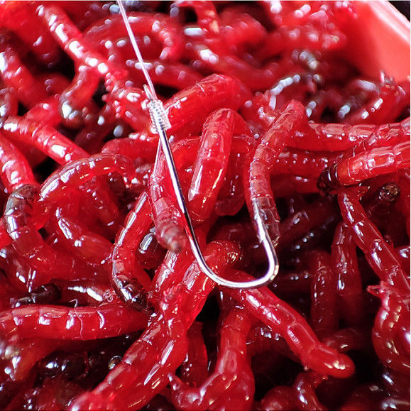 鲜活红虫活饵特大号红虫喂鱼饵拉饵鲫鱼野钓饵料钓鱼蚯蚓鱼饵