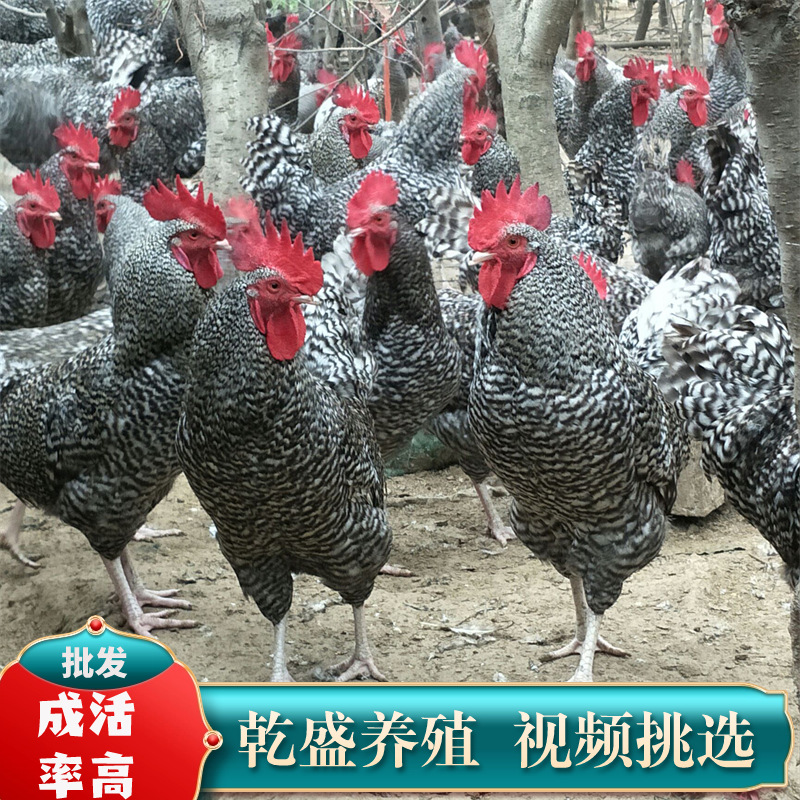 鸡苗纯种芦花汶上芦花鸡苗半斤芦花鸡一斤芦花鸡苗脱温芦花鸡苗