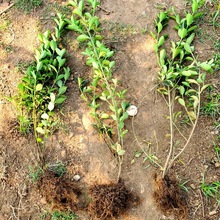 基地批发绿化 胶东卫矛 丛生尖叶卫矛 规格齐全 园林绿化植物