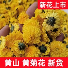 2023年新货婺源皇菊 黄菊花茶 黄贡菊大朵金丝皇菊散装批发