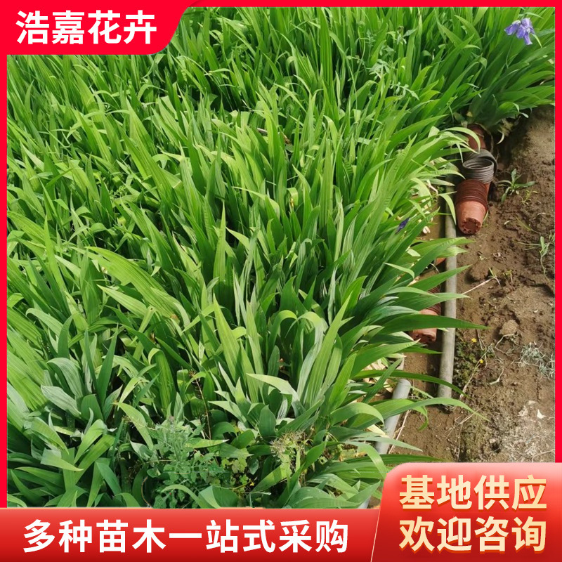 水生鸢尾小苗盆栽  水生绿化苗木常绿花卉工程绿化水生美人蕉盆栽