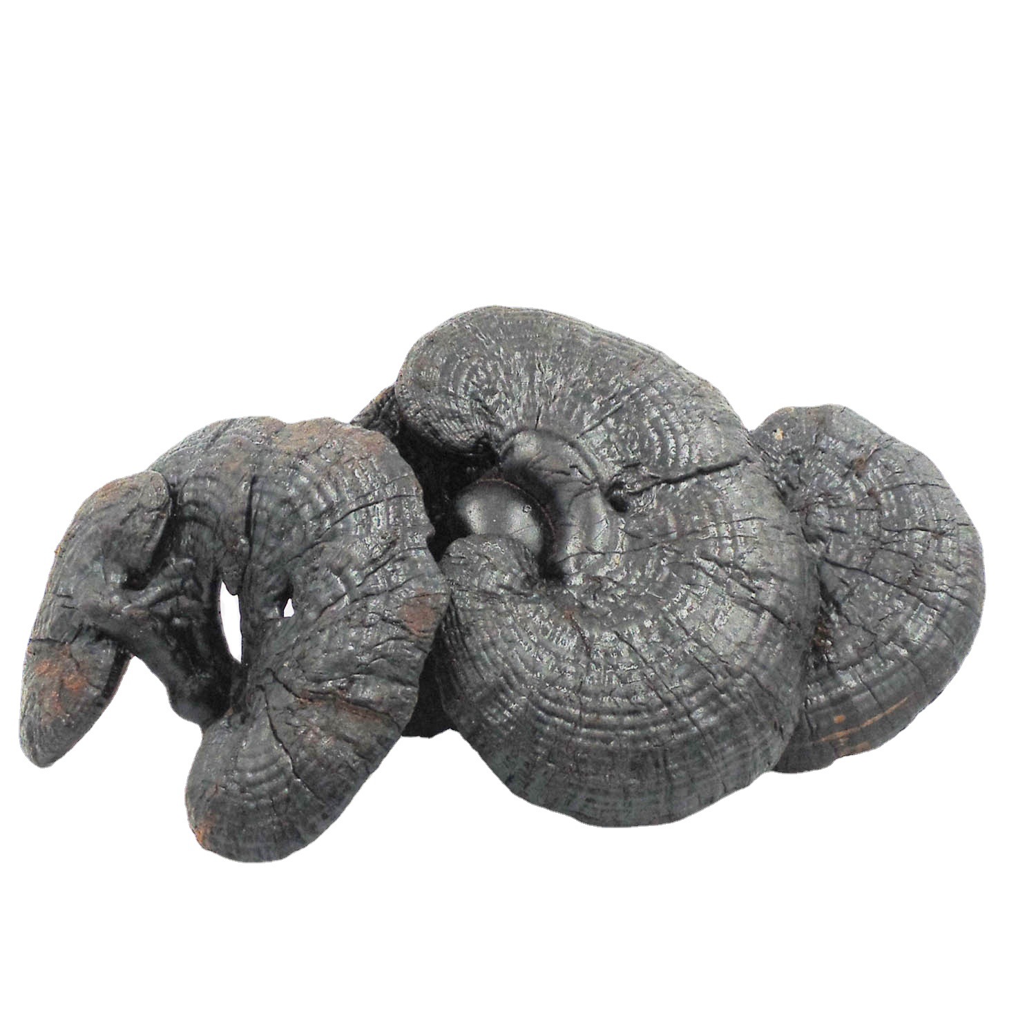 长白山野外采集生长 白底云芝 云芝蘑云朵灵芝不苦非种植500克