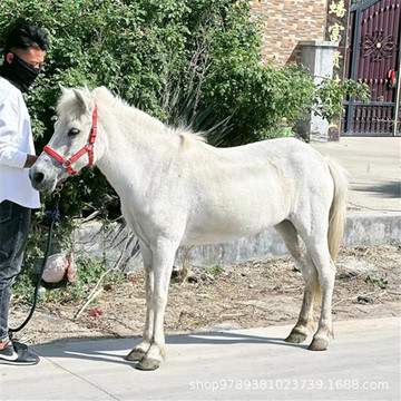 矮马多少钱一匹 矮马价格小矮马多少钱矮马厂家矮马活体出售