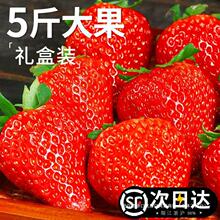 草莓新鲜水果礼盒5斤孕妇红颜奶油九九大99牛奶草莓整箱3顺丰包邮