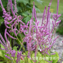 情人草花种子室外庭院阳台盆栽花种干花室外香草芳香观赏植物种子