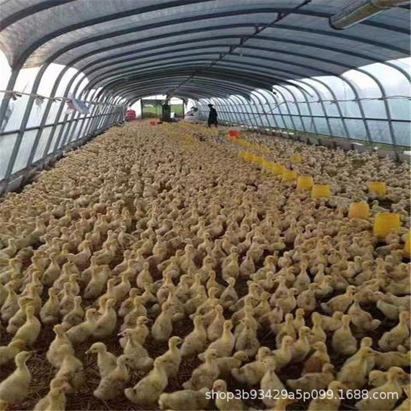 厂家定制 家禽养殖大棚 畜牧养殖大棚 蛋鸡养殖大棚 肉鸭养殖大棚
