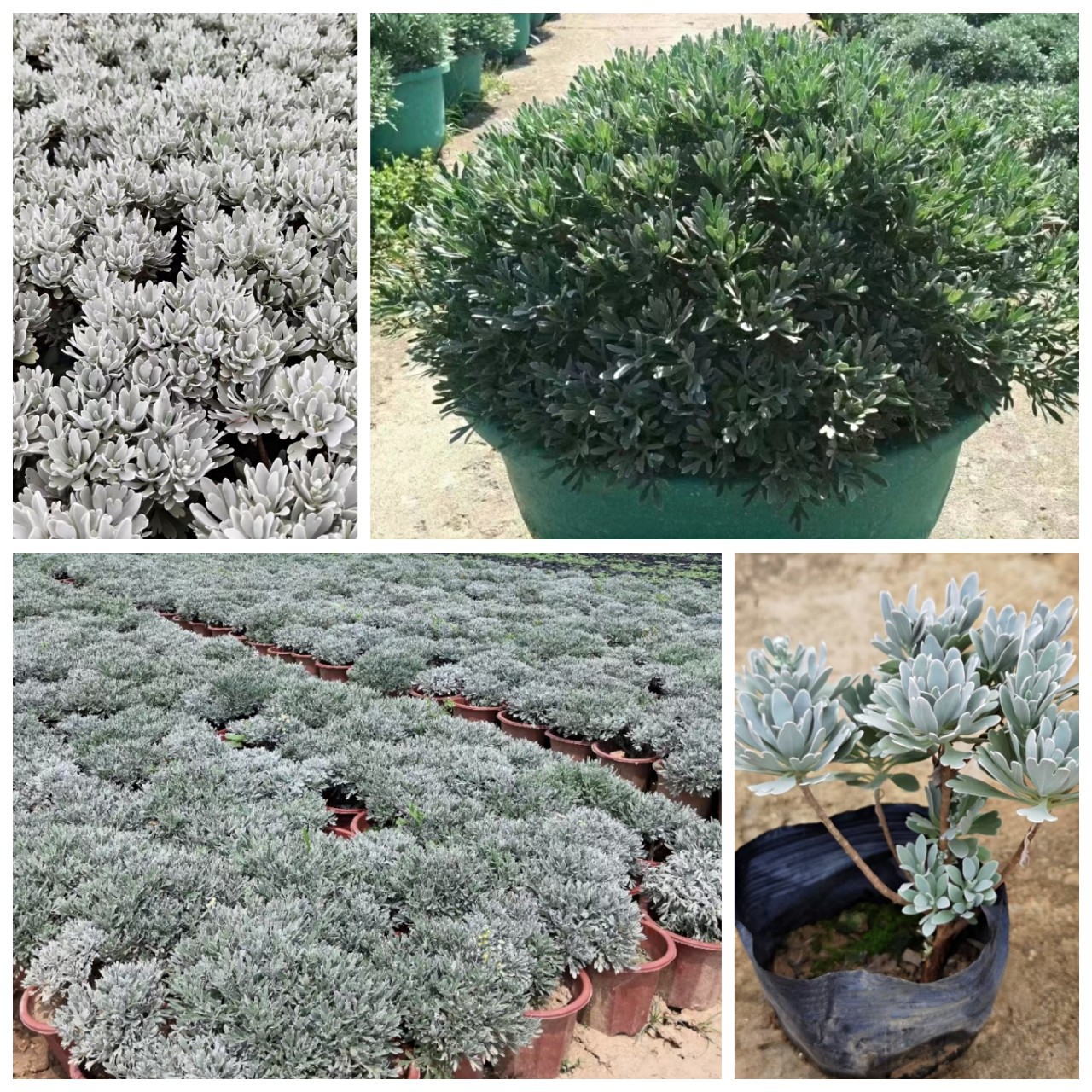 常绿芙蓉菊即可作地被也可作盆栽芳香的绿植银叶菊