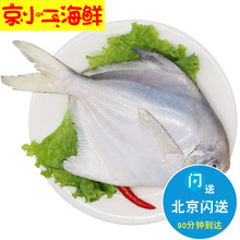 4两/条 北京闪送 平鱼 新鲜 冰鲜 东海大白鲳鱼 海鲜 水产