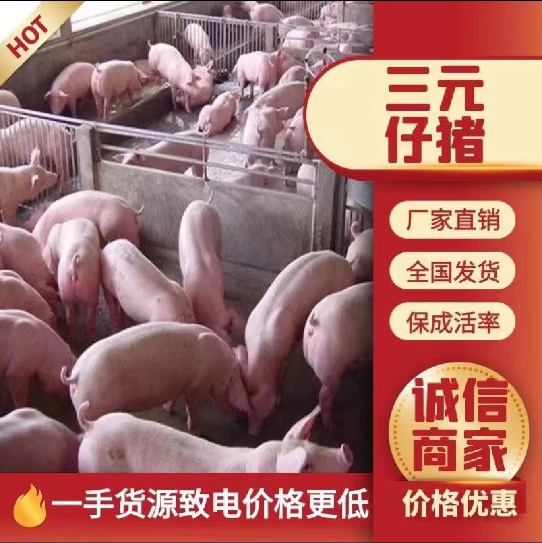 江苏三元仔猪黑猪苗价格河南三元猪苗价格江西湖北三元仔猪价格