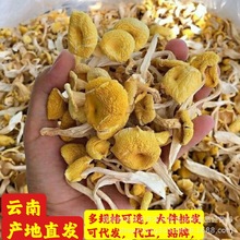 云南香菇土特产干货菌类菇类煲汤新鲜鸡枞菌子榆黄菇鸡油菌