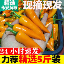 湖南衡东三樟鲜辣椒黄贡椒原产地直供新鲜黄辣子现摘现发4斤包邮