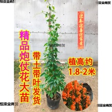 炮仗花苗爬藤植物垂吊凌霄花四季攀爬  牵藤爬墙庭院鞭炮花阳台