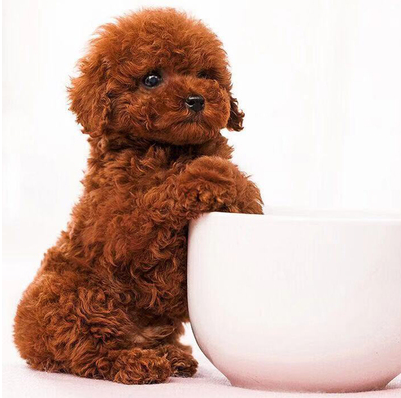 出售纯种泰迪幼犬活体狗狗小狗贵宾小型犬米奇泰迪宠物犬宠物狗