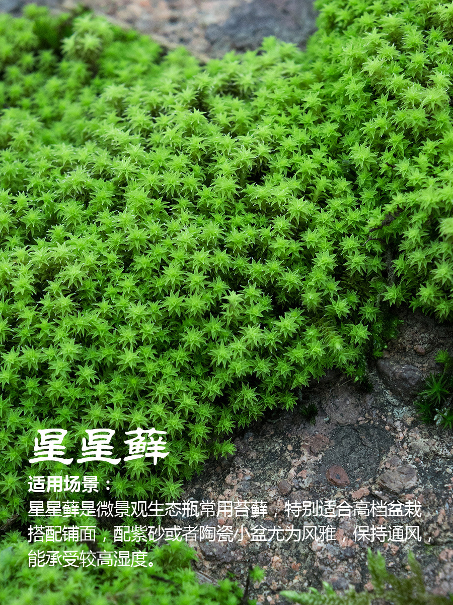 【三月花盆】-三月花盆厂家,品牌,图片,热帖-阿里巴巴