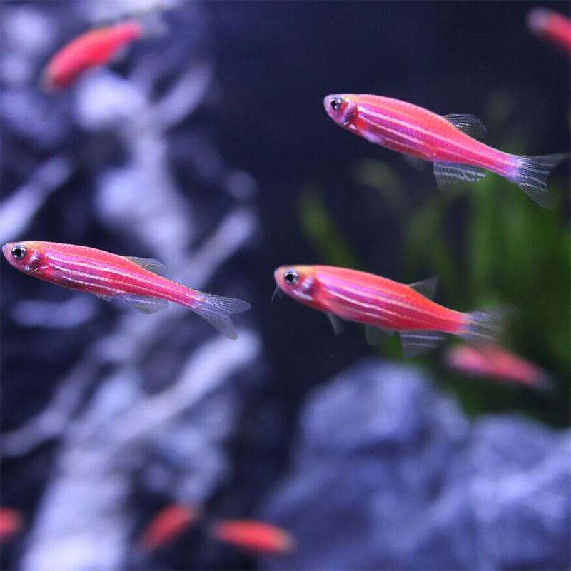 小型热带鱼观赏鱼彩色斑马鱼活体淡水鱼草缸游鱼金鱼冷水鱼苗好养