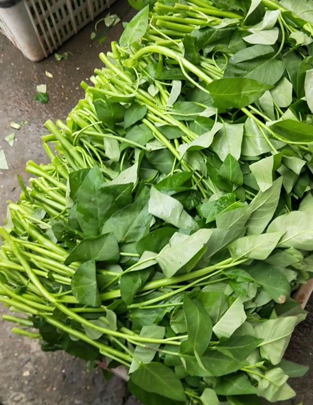 四川空心菜新鲜农家种藤藤菜蕹菜蓊菜通心菜无心菜空筒菜现摘蔬菜