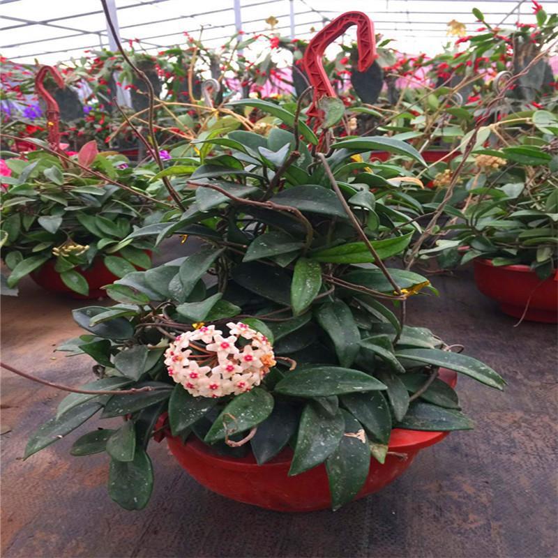 球兰花苗盆栽垂吊植物庭院攀爬大苗老桩金边四季开花球型花卉包邮