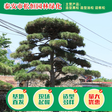 公园花坛道路绿化树工程美观造景松树别墅庭院景观植物五针松树苗