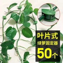 绿萝固定器爬墙上绿植攀爬夹子无痕卡墙挂钩粘缠绕扣