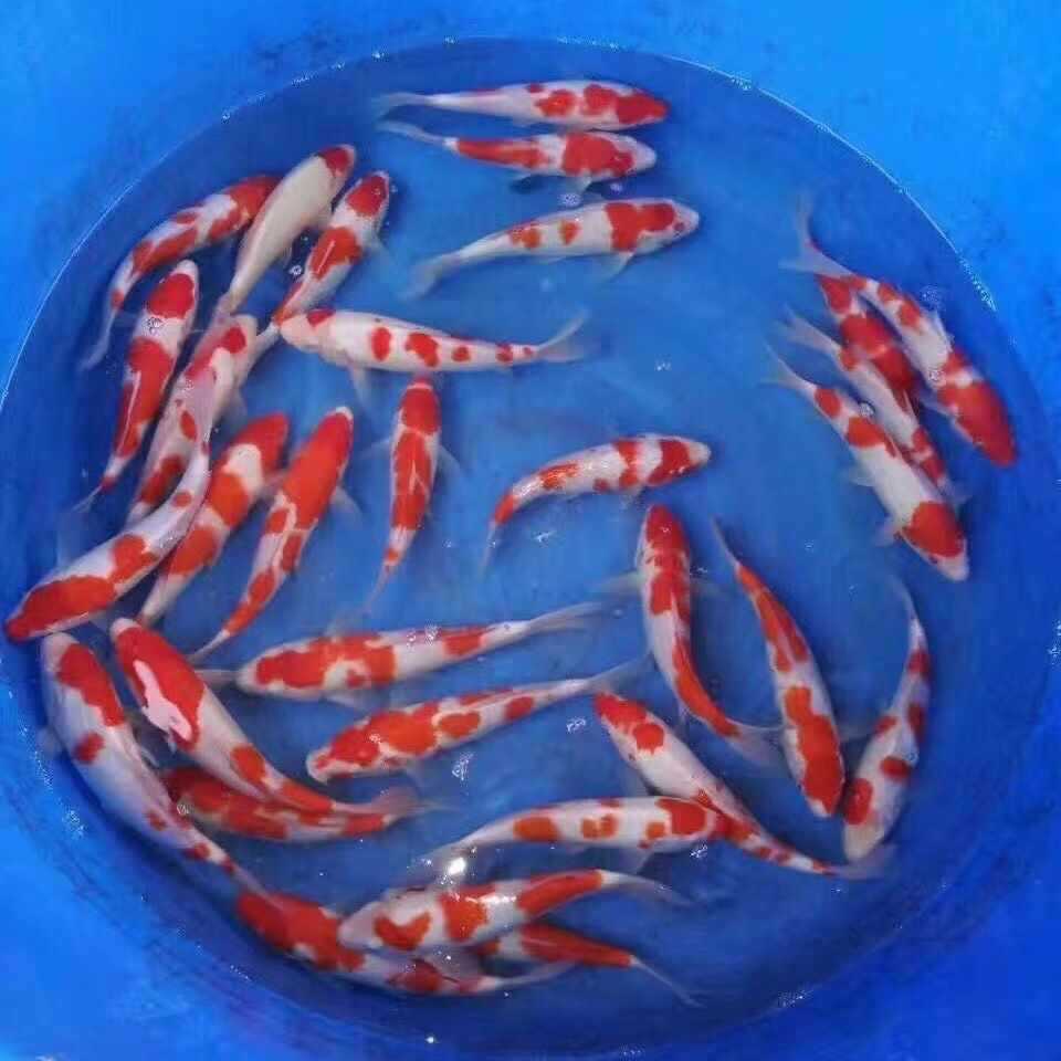 锦鲤活体观赏鱼大型淡水冷水鱼红白三色德系日系锦鲤风水鱼-阿里巴巴