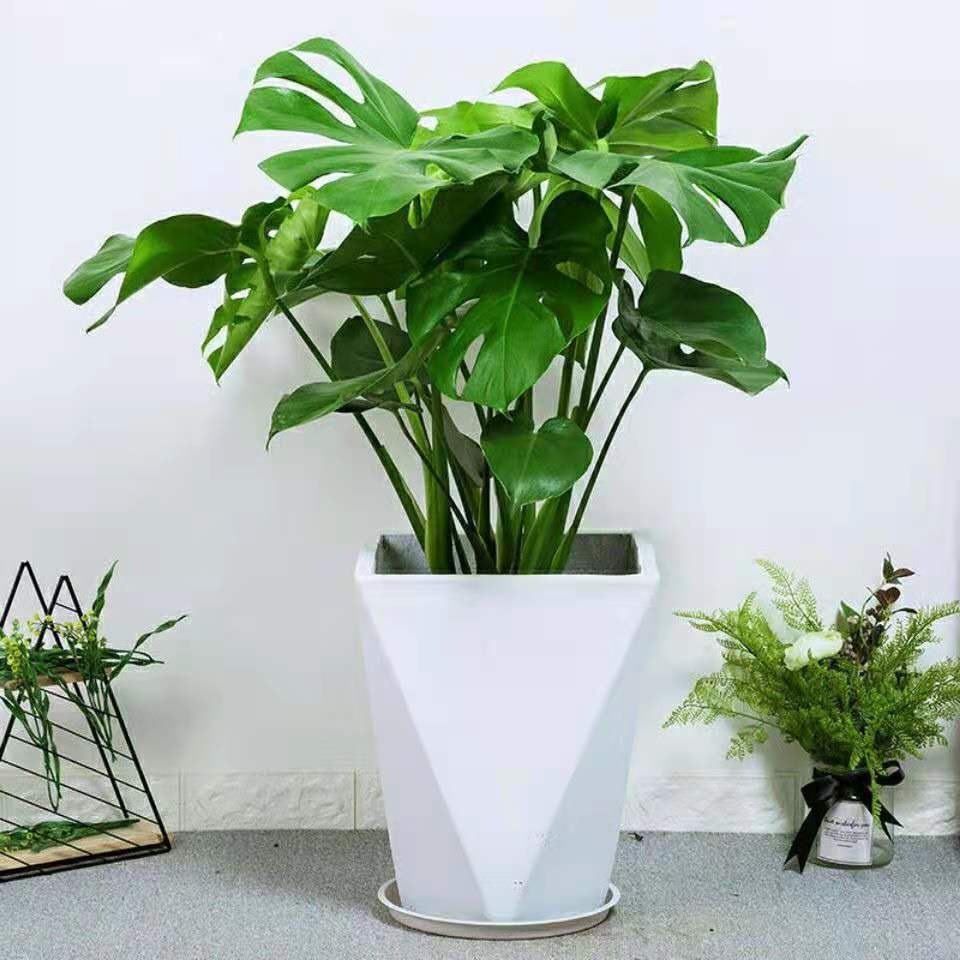 龟背竹吸甲醛盆栽室内植物净化空气观叶植物客厅办公室盆栽大叶