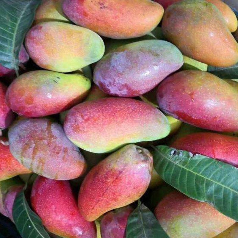 海南贵妃芒果10斤装整箱包邮热带新鲜水果皮薄红金龙大芒果树上熟