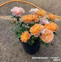 批发果汁阳台灌木瓯月季花苗盆栽中苗1加仑玫瑰花卉基地直量大从