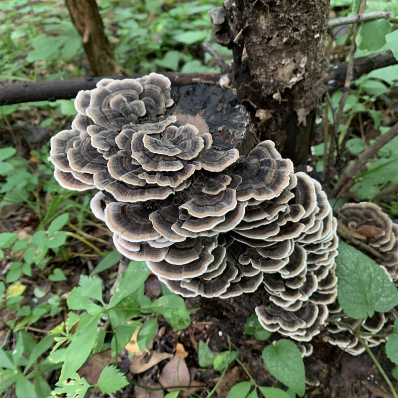 优品野生云芝250g干品黄云芝新货可打粉无虫长白山野生灵芝云