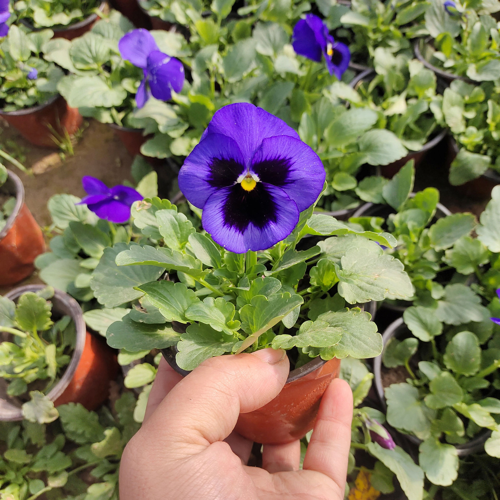 猫脸草花 三色堇花苗 三色堇盆栽 耐寒草花 冬季绿化种植专用包邮