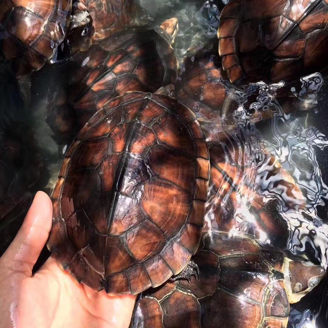 纯种石金钱龟南石龟乌龟活物风水龟活体宠物观赏小乌龟送饲料