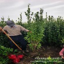 篱笆北海道黄杨树苗1.8米北海道黄杨树价格 苗圃直销丛生北海道