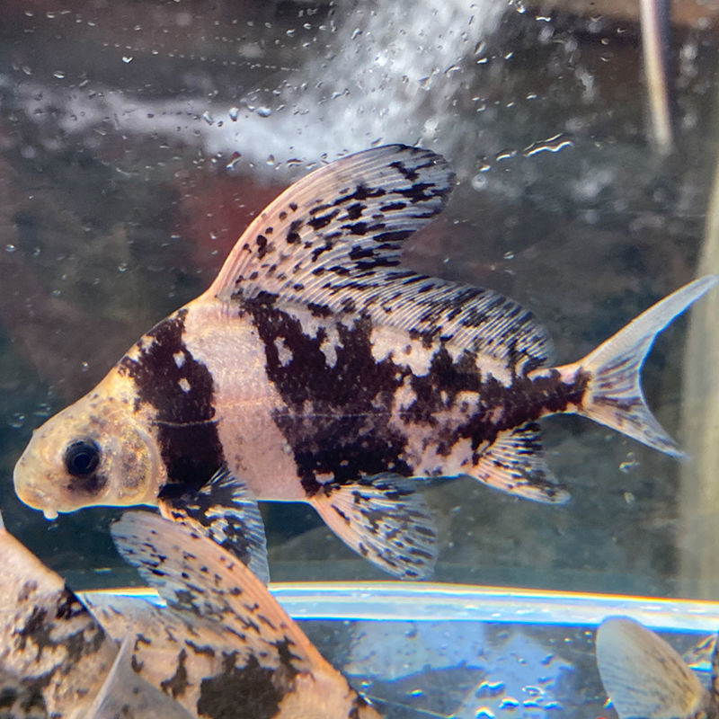 一帆风顺鱼苗活体家养淡水养殖食用名贵大型冷水好养观赏鱼冷水鱼