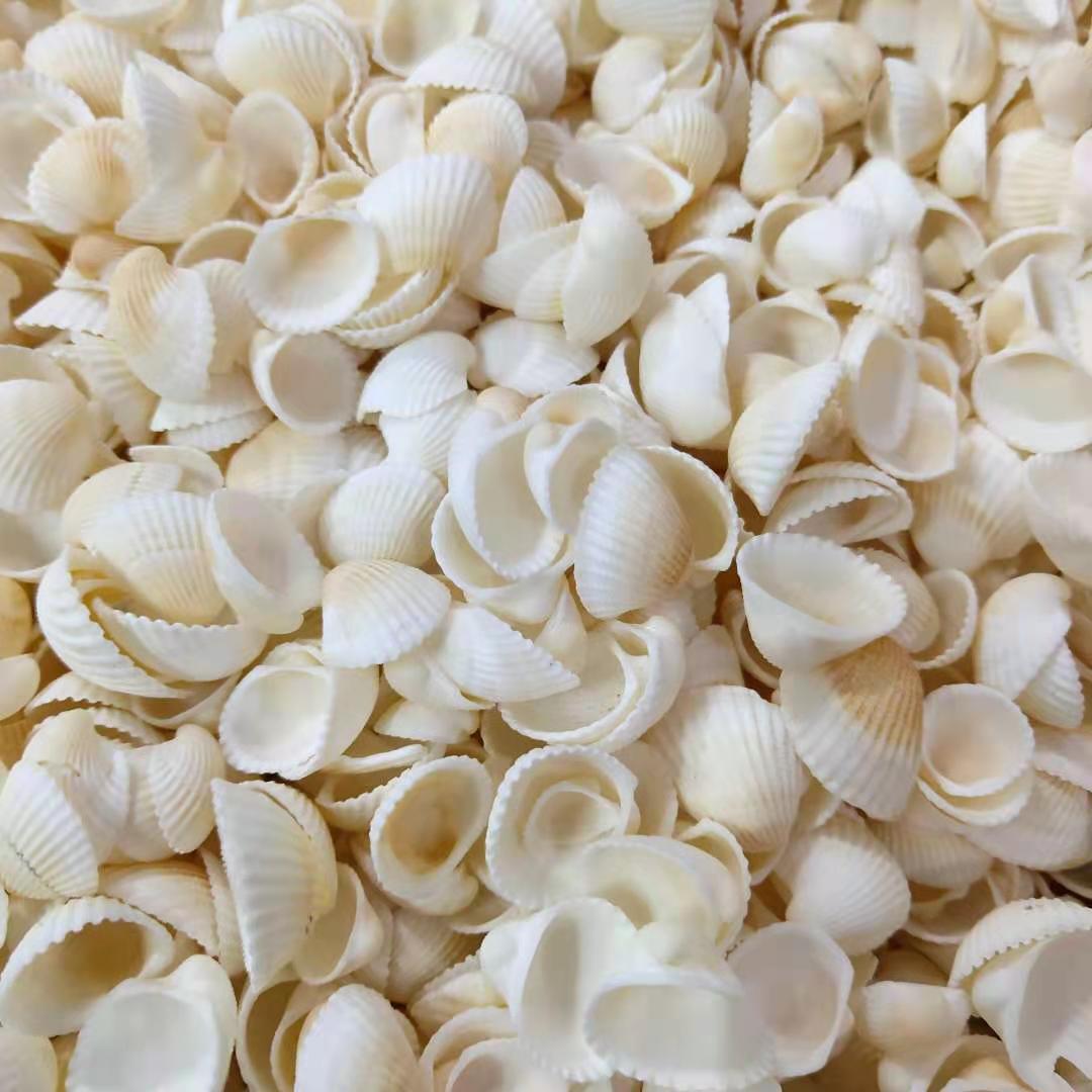 鸟头贝 天然海螺贝壳手工制作配件按斤批发1-2厘米 白贝壳