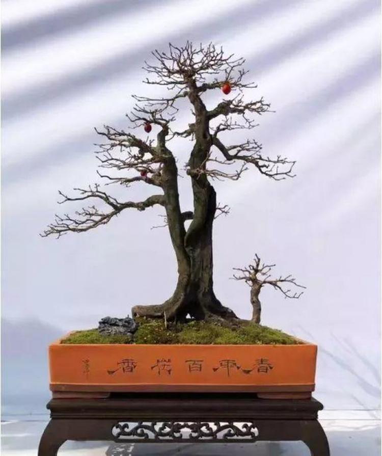 柿子苗树