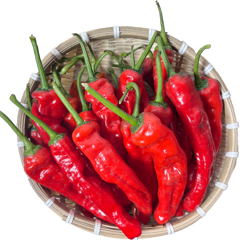 江苏徐州新鲜特辣自种皱皮薄皮辣椒现摘现发辣子鸡1/5斤现货包邮