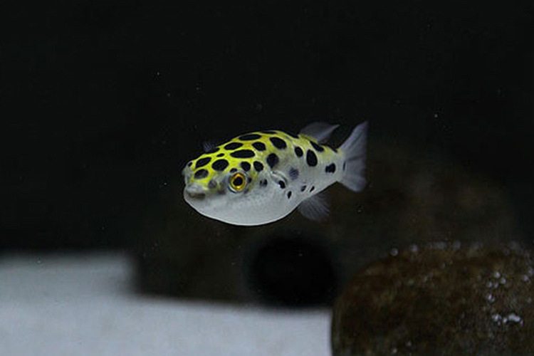 潜水艇鱼活体淡水观赏鱼热带气泡鱼鼓包鱼炸弹绿河豚鱼吃螺生气鱼